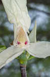 Umbrella tree